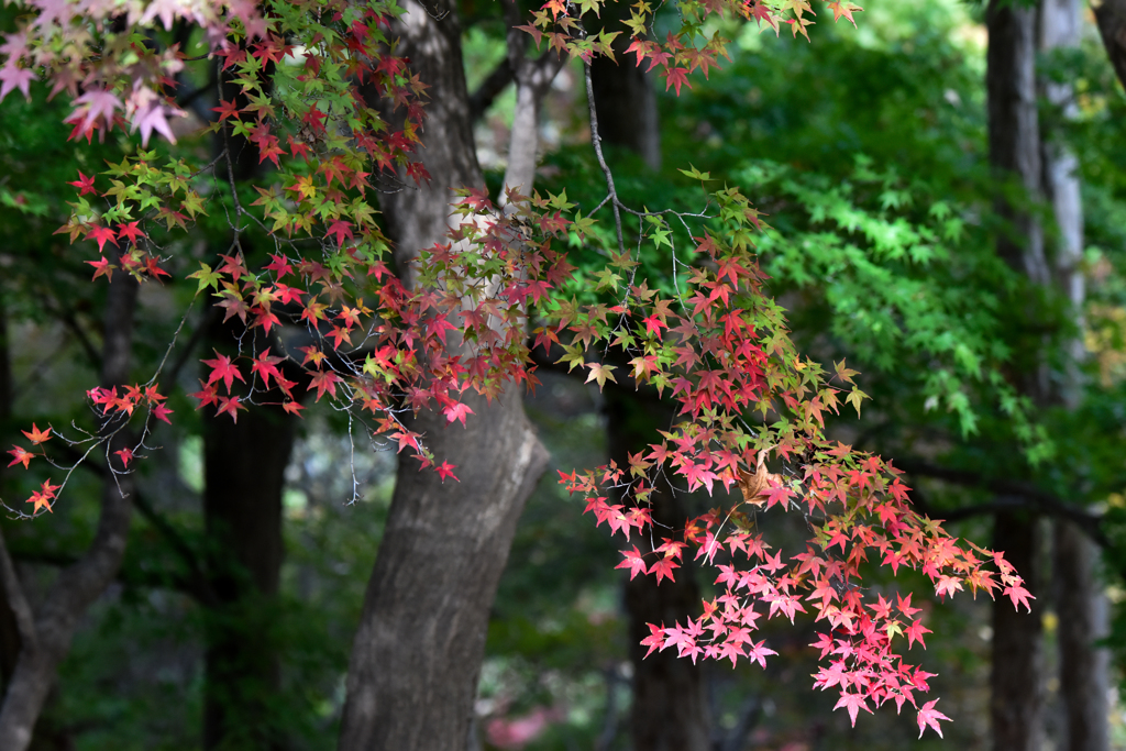 紅葉