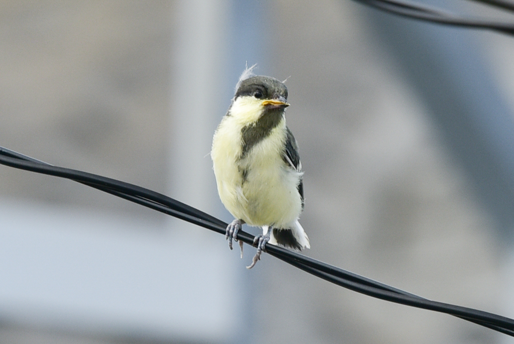 シジュウカラ-2