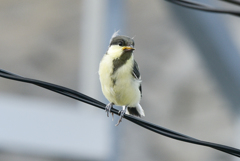 シジュウカラ-2