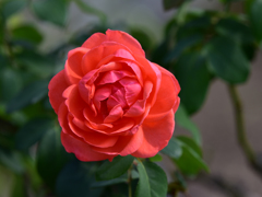 薔薇