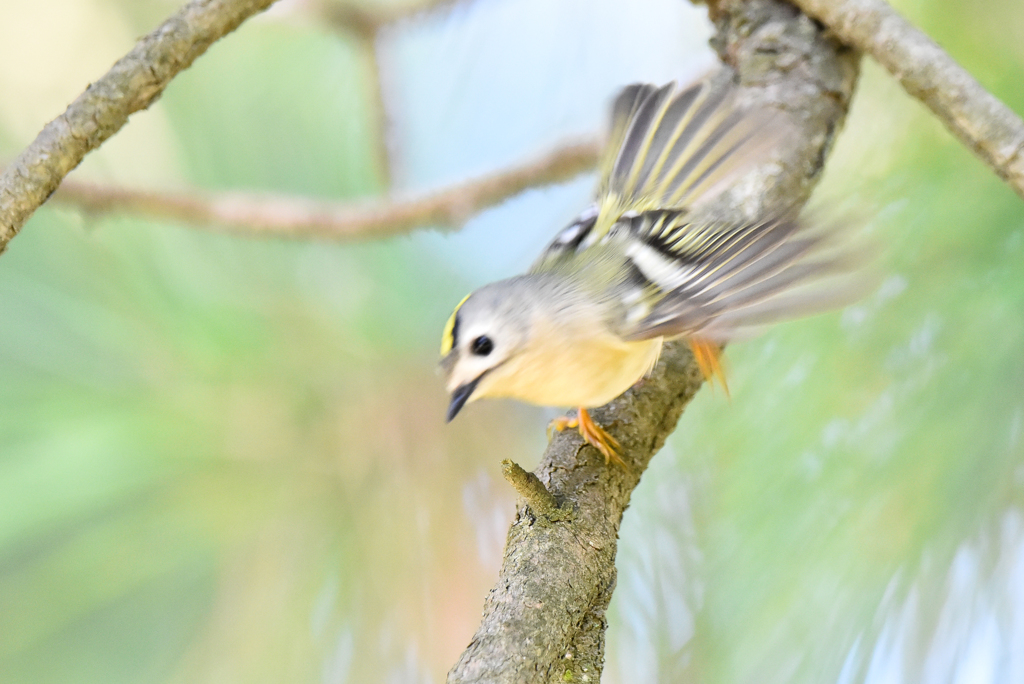 キクイタダキ(3)