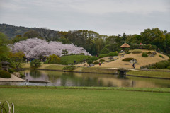 岡山後楽園の桜