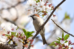 ニュウナイスズメ(3)