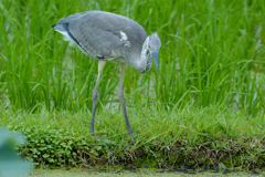 アオサギ