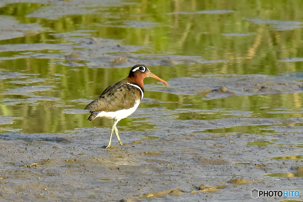 タマシギ　1