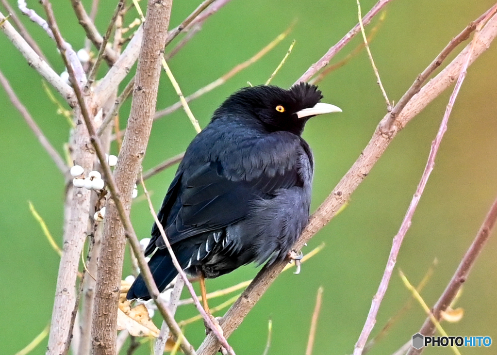 ハッカチョウ