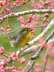 ソウシチョウ