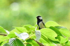 シジュウカラ(1)