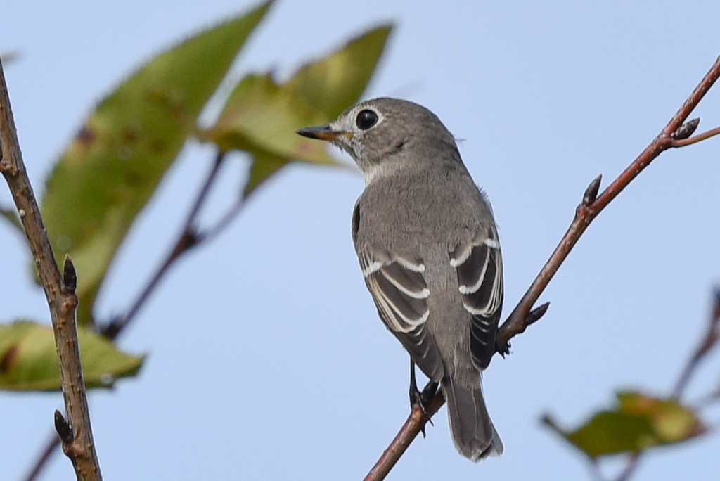 コサメビタキ(3)