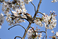 ニュウナイスズメ(3)