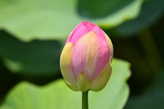 大賀ハスの蕾