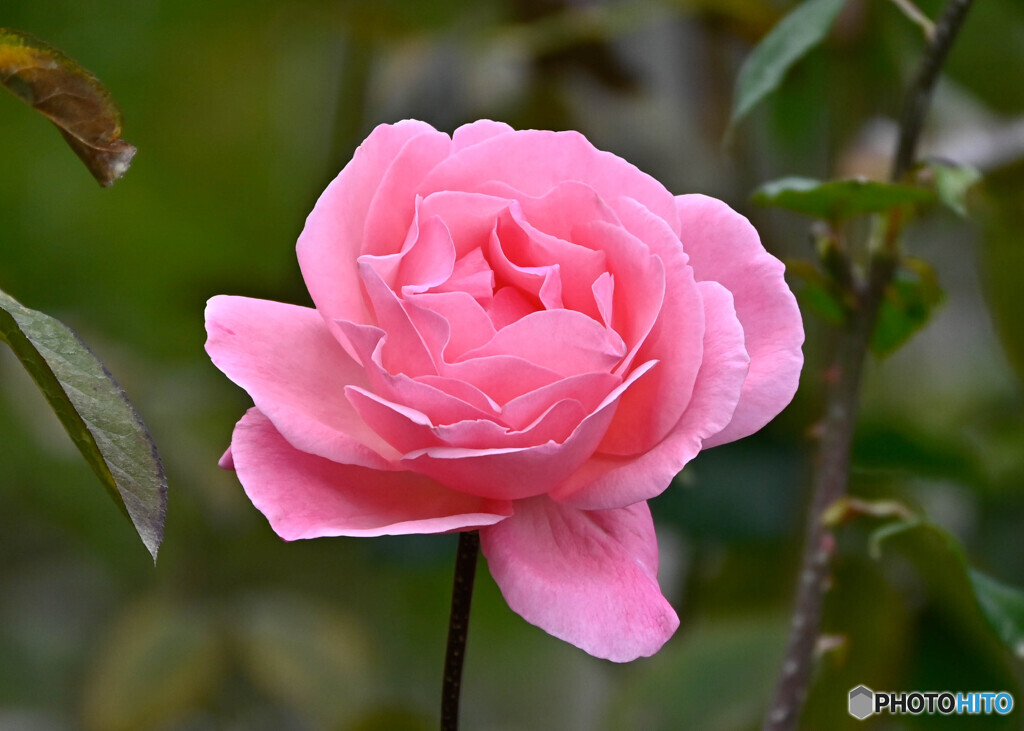 薔薇
