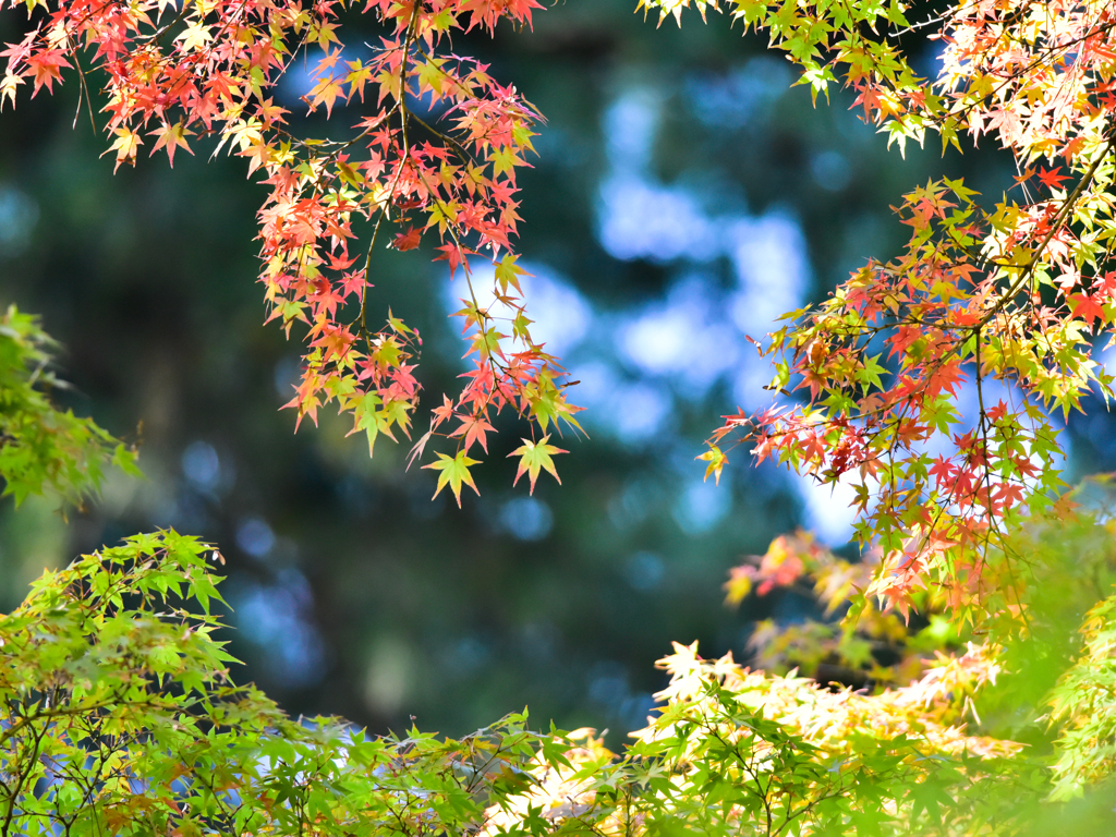 紅葉(2)
