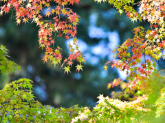 紅葉(2)