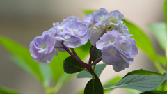 紫陽花