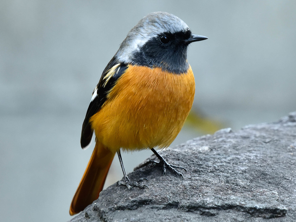 ジョウビタキ(3)