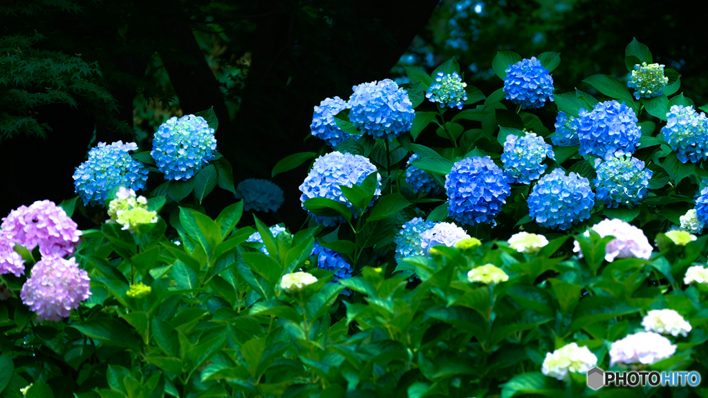 紫陽花