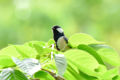 シジュウカラ(2)