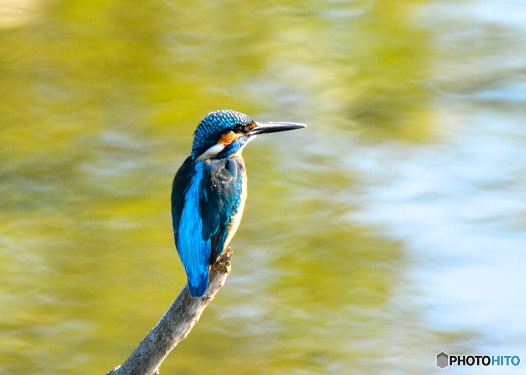 カワセミ