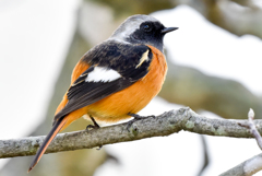 ジョウビタキ(2)