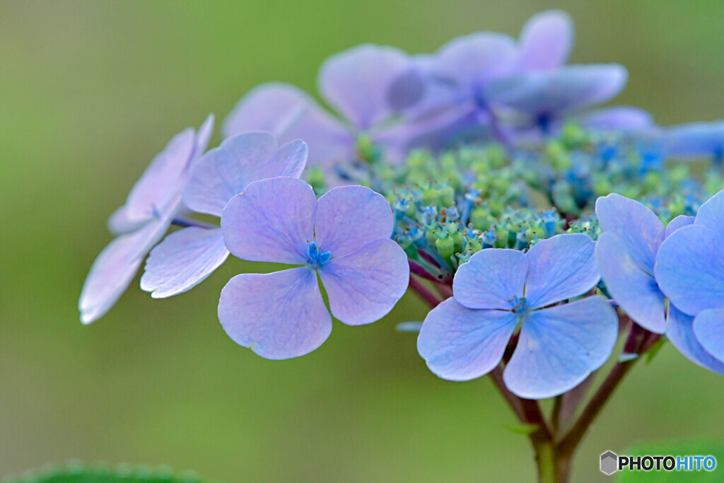紫陽花