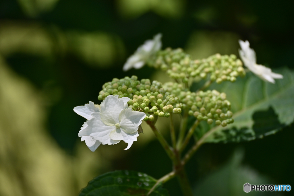 紫陽花