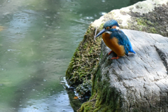 カワセミ
