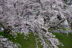 河川敷沿いの桜