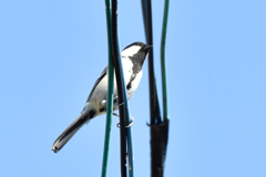 シジュウカラ