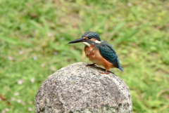 カワセミ