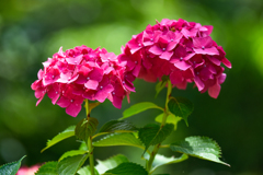 紫陽花