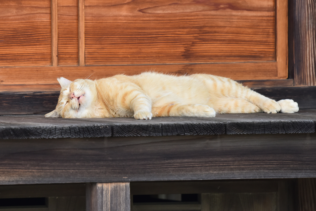 猫-1