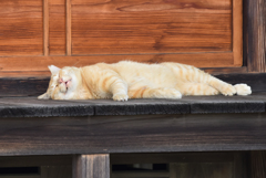 猫-1