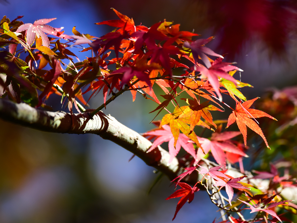 紅葉(1)