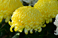 菊花展