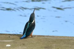 カワセミ