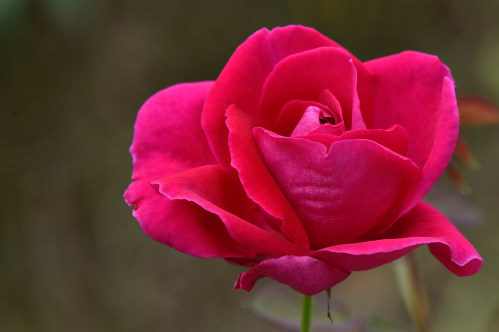 薔薇(3)