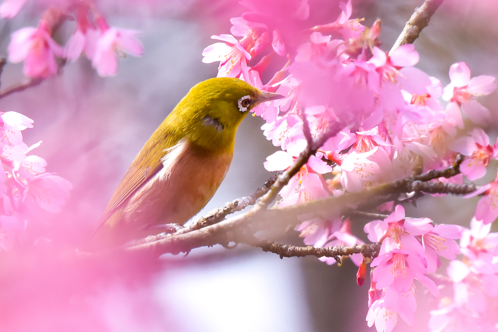 オカメ桜とメジロ(1)