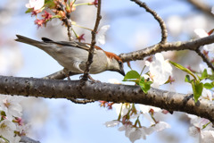 ニュウナイスズメ(1)