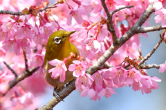オカメ桜とメジロ