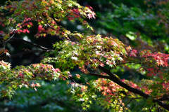 少し紅葉