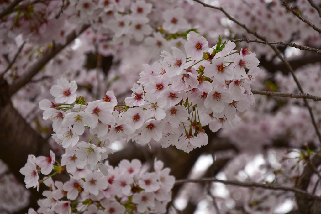 通学路の桜