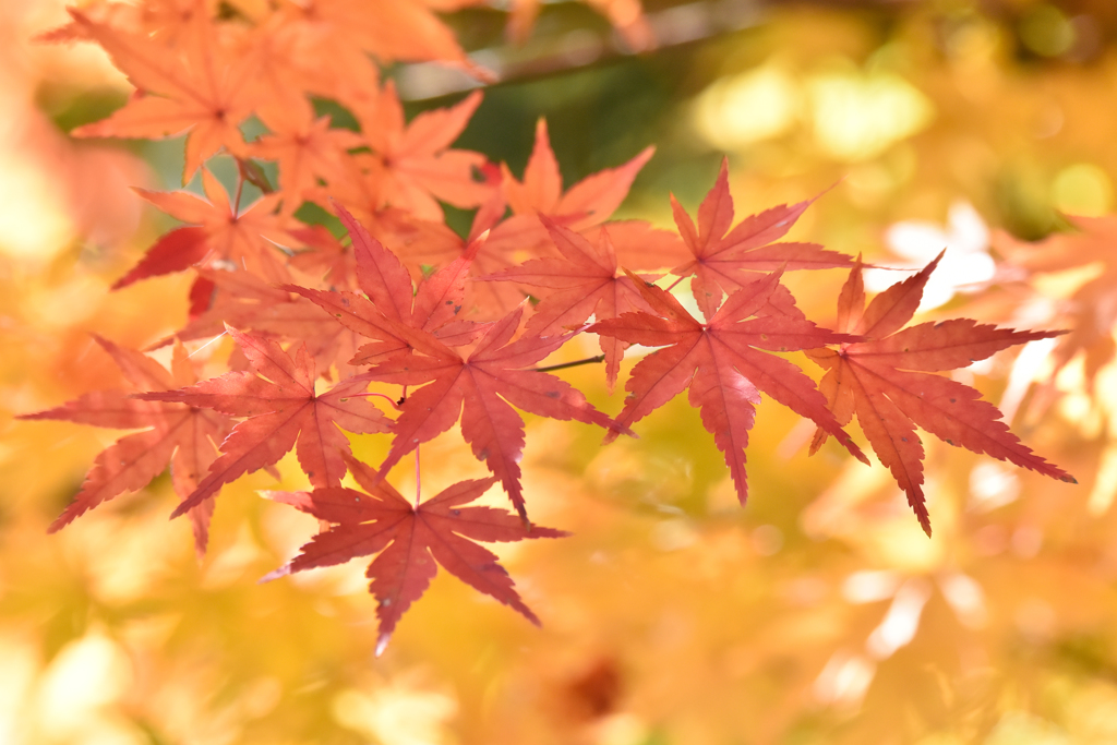 紅葉
