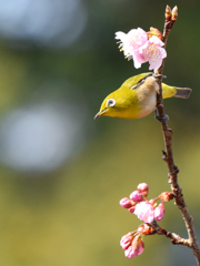 メジロと桜