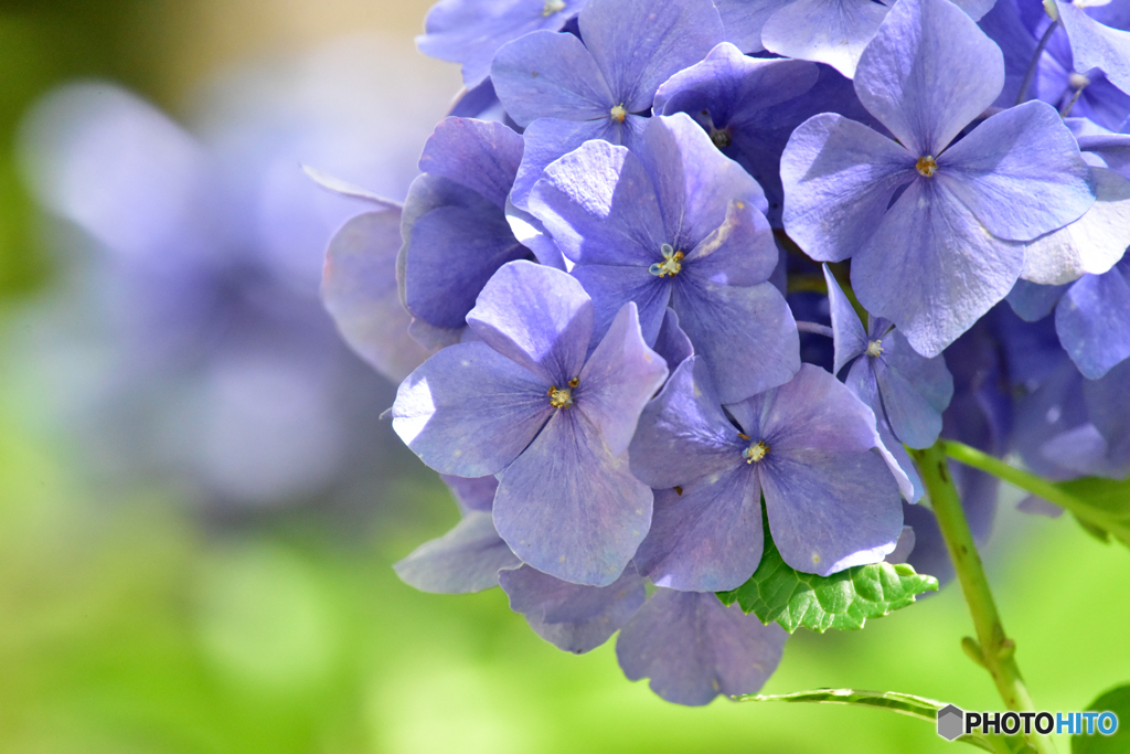 紫陽花