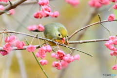 ソウシチョウ(1)