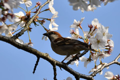 ニュウナイスズメ(1)