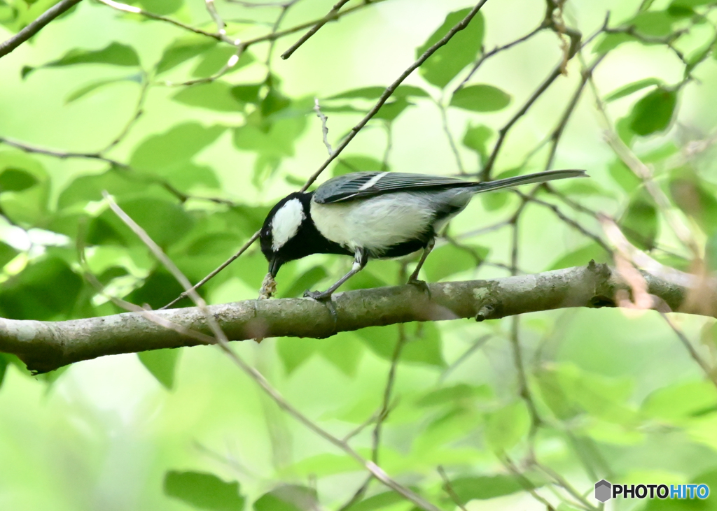 シジュウカラ