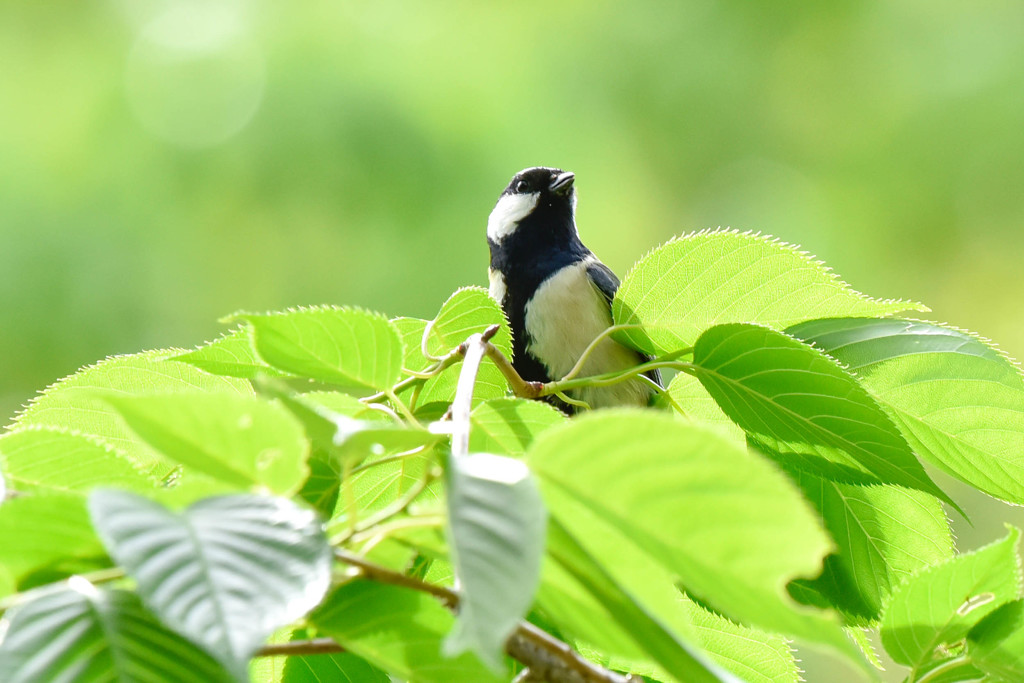 シジュウカラ(1)