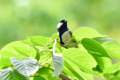 シジュウカラ(1)